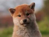 柴犬(標準サイズ)【栃木県・男の子・2019年10月16日・赤】の写真1「12/1撮影・生後46日目」
