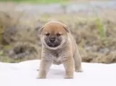 柴犬(標準サイズ)【栃木県・女の子・2024年6月3日・赤】の写真2