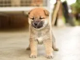 柴犬(標準サイズ)【栃木県・女の子・2020年7月14日・赤】の写真2「8/16撮影・生後33日目」