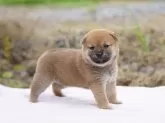 柴犬(標準サイズ)【栃木県・女の子・2024年6月3日・赤】の写真3