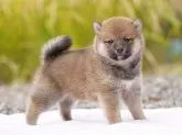柴犬(標準サイズ)【栃木県・男の子・2023年9月15日・赤】の写真3「10/16撮影・生後31日」