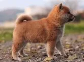 柴犬(標準サイズ)【栃木県・男の子・2019年10月16日・赤】の写真4「12/1撮影・生後46日目」