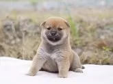 柴犬(標準サイズ)【栃木県・女の子・2024年6月3日・赤】の写真5