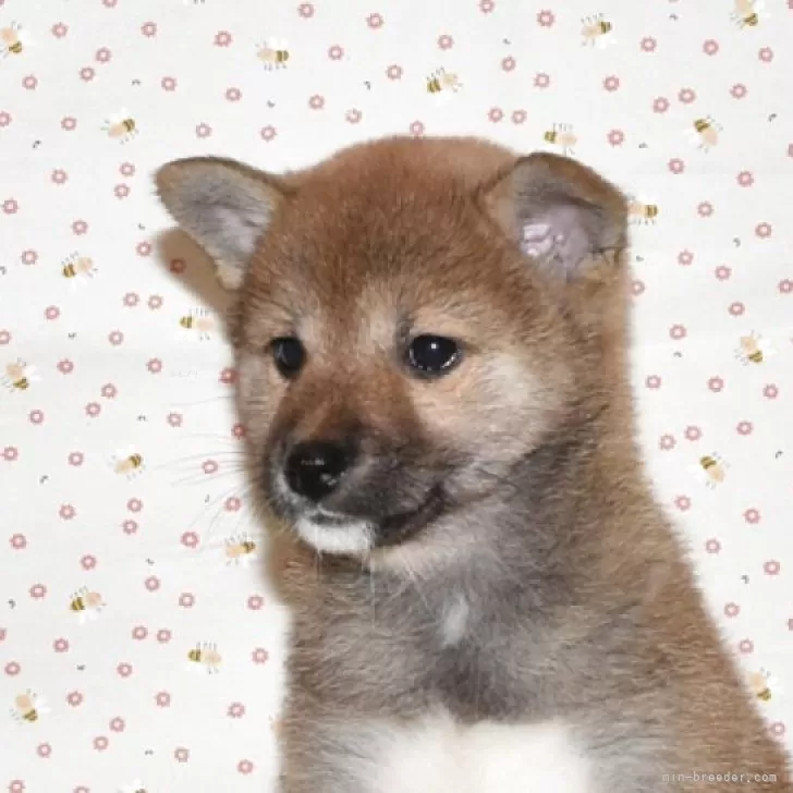 ID：2505-00415の子犬
