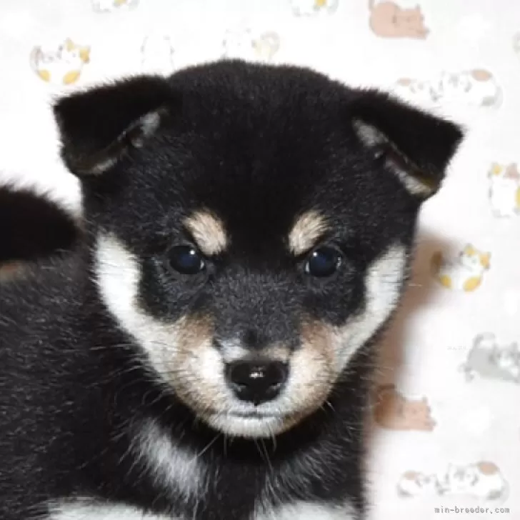 柴犬(標準サイズ)【大阪府・女の子・2025年8月27日・黒柴犬】の写真1「綺麗なお顔の女の子です。」
