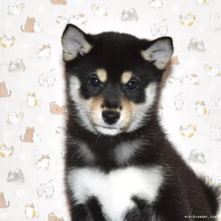 K.N 様のお迎えした子犬