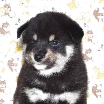 柴犬(標準サイズ)【大阪府・男の子・2025年8月27日・黒柴犬】の写真「大人しくて、賢い黒柴犬です。」