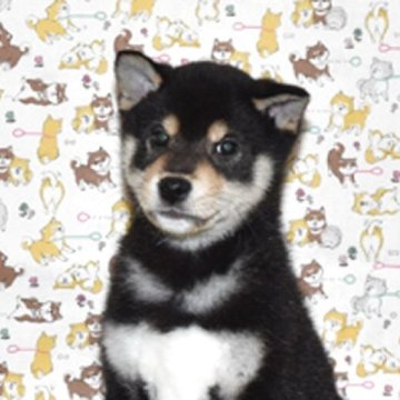 柴犬(標準サイズ)【大阪府・男の子・2025年10月7日・黒柴犬】の写真「可愛くて、大人しい黒柴です。」