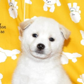 柴犬(標準サイズ)【大阪府・男の子・2025年10月7日・白柴犬】の写真「雄犬らしい白柴です。」