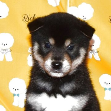 柴犬(標準サイズ)【大阪府・男の子・2025年10月7日・黒柴犬】の写真「可愛くて、大人しい黒柴です。」