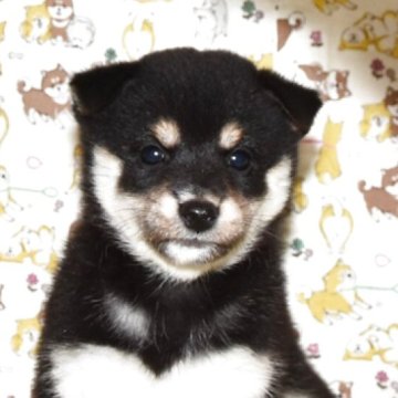 柴犬(標準サイズ)【大阪府・女の子・2025年8月27日・黒柴犬】の写真「可愛くて、大人しい女の子」