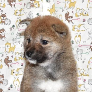 柴犬(標準サイズ)【大阪府・女の子・2025年3月31日・赤柴犬】の写真「小さくて、とても可愛い女の子」