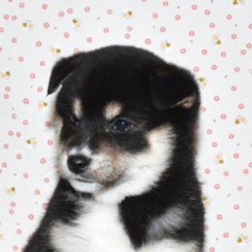 柴犬(標準サイズ)【大阪府・女の子・2024年11月11日・黒柴犬】の写真「大人しくて、賢い女の子」