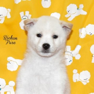 柴犬(標準サイズ)【大阪府・男の子・2025年10月7日・白柴犬】の写真「雄犬らしい白柴です。」