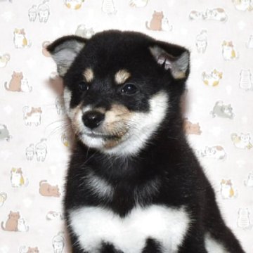 柴犬(標準サイズ)【大阪府・女の子・2025年8月27日・黒柴犬】の写真「可愛くて、大人しい女の子」