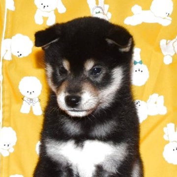 柴犬(標準サイズ)【大阪府・男の子・2025年10月7日・黒柴犬】の写真「可愛くて、大人しい黒柴です。」