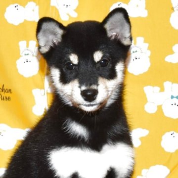 柴犬(標準サイズ)【大阪府・女の子・2025年8月27日・黒柴犬】の写真「美人タイプ」