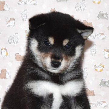 柴犬(標準サイズ)【大阪府・女の子・2025年8月27日・黒柴犬】の写真「可愛くて、とてもお利口さんな女の子」
