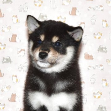 柴犬(標準サイズ)【大阪府・女の子・2025年8月27日・黒柴犬】の写真「可愛くて、とてもお利口さんな女の子」