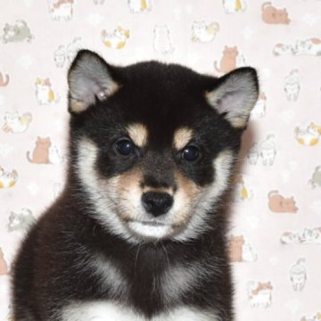 柴犬(標準サイズ)【大阪府・女の子・2025年8月27日・黒柴犬】の写真「可愛くて、とてもお利口さんな女の子」