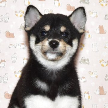 柴犬(標準サイズ)【大阪府・女の子・2025年8月27日・黒柴犬】の写真「可愛くて、大人しい女の子」