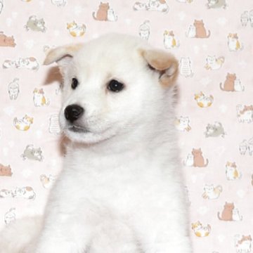 柴犬(標準サイズ)【大阪府・男の子・2025年10月7日・白柴犬】の写真「優しいお顔の白柴です。」