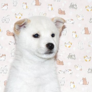 柴犬(標準サイズ)【大阪府・男の子・2025年10月7日・白柴犬】の写真「優しいお顔の白柴です。」