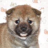 柴犬(標準サイズ)