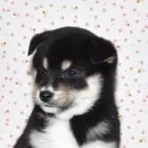 柴犬(標準サイズ)【大阪府・女の子・2024年11月11日・黒柴犬】の写真1「令和6年12月19日に撮影しました。大人しくて、とても可愛い女の子」