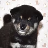 柴犬(標準サイズ)