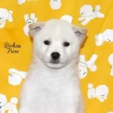 柴犬(標準サイズ)