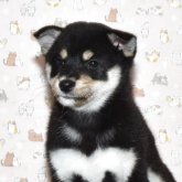 柴犬(標準サイズ)