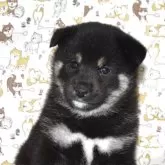柴犬(標準サイズ)
