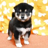 柴犬(標準サイズ)