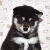 柴犬(標準サイズ)