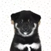 柴犬(標準サイズ)