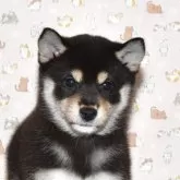 柴犬(標準サイズ)