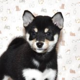 柴犬(標準サイズ)