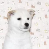 柴犬(標準サイズ)