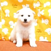 柴犬(標準サイズ)