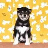 柴犬(標準サイズ)【大阪府・男の子・2025年10月7日・黒柴犬】の写真4「性格の良い雄です。」