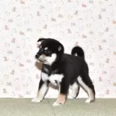 柴犬(標準サイズ)【大阪府・女の子・2025年8月27日・黒柴犬】の写真4「大人しくてお利口さんです。」