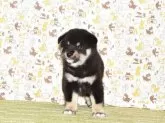柴犬(標準サイズ)【大阪府・男の子・2025年8月27日・黒柴犬】の写真5「令和7年9月28日に撮影しました。」