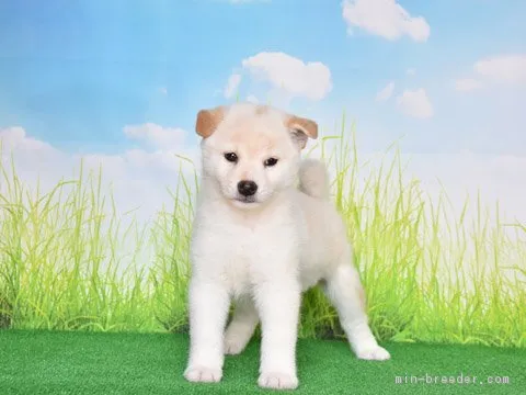 ID:1811-00884の子犬