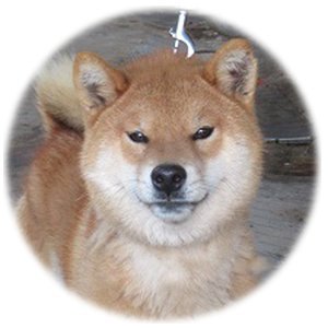 柴犬(標準サイズ)【・男の子・2019年3月31日・赤柴】