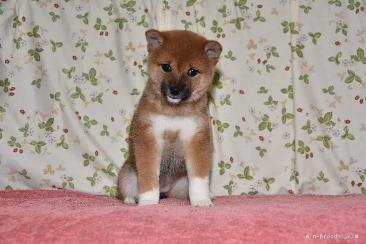 ID:1806-00017の子犬