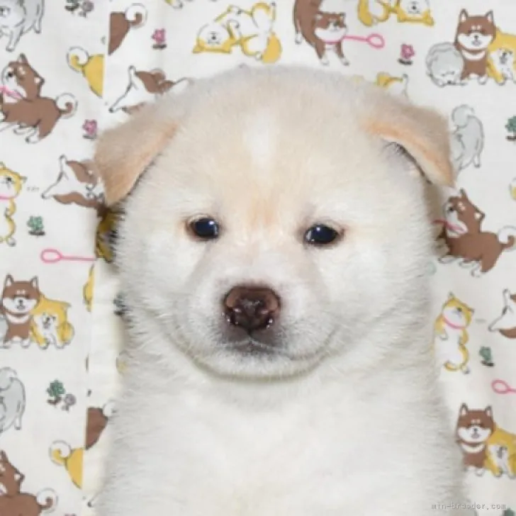 T.K 様のお迎えした子犬