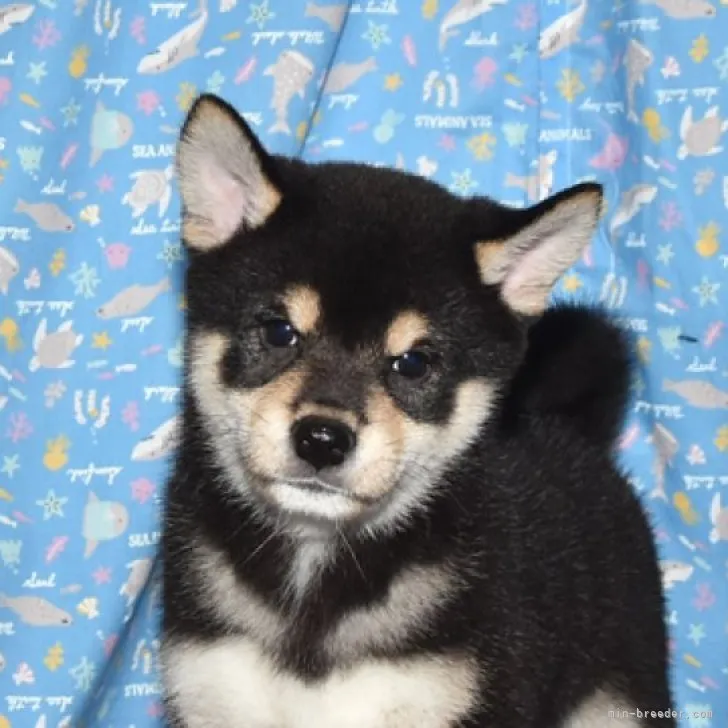 ID:2306-05716の子犬