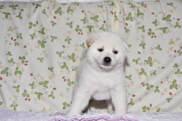 ID：1807-01681の子犬