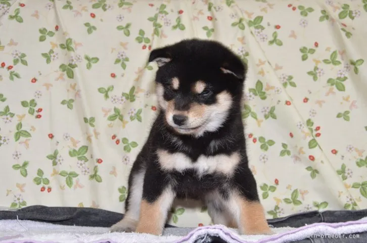 ID：1512-01387の子犬